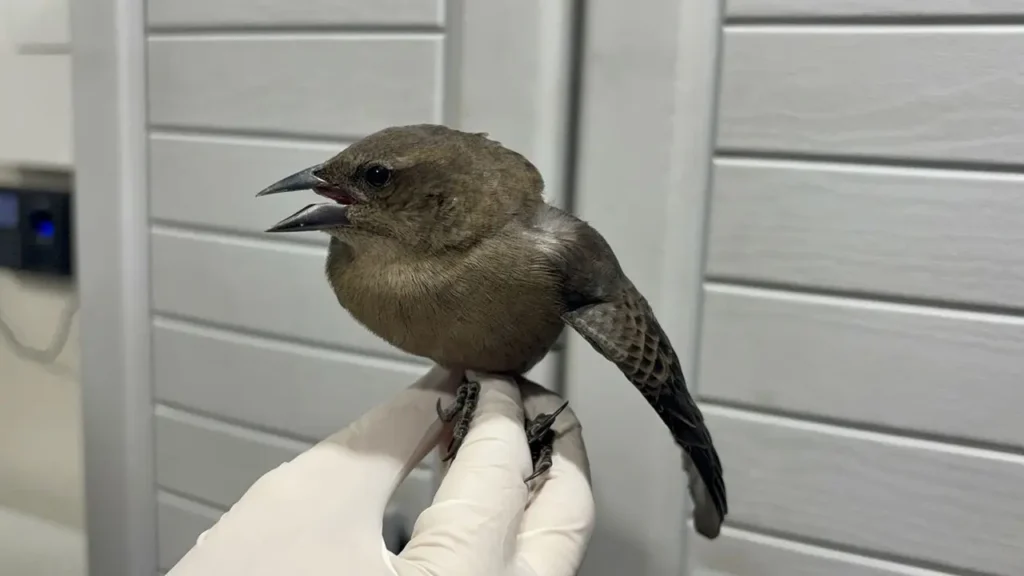 Tristeza por los primeros animales afectados por pólvora en el Valle de Aburrá