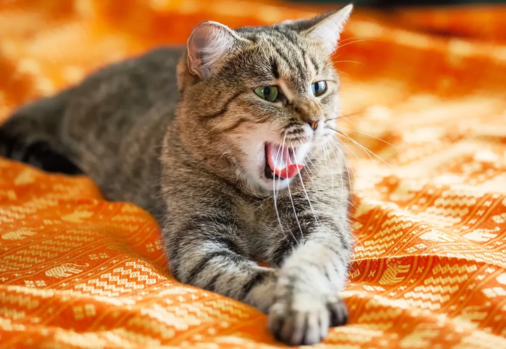 El ronroneo de los gatos: no hay otro sonido animal tan único