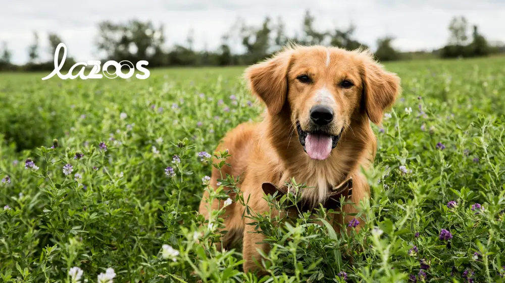Cuatro vidas de un perro