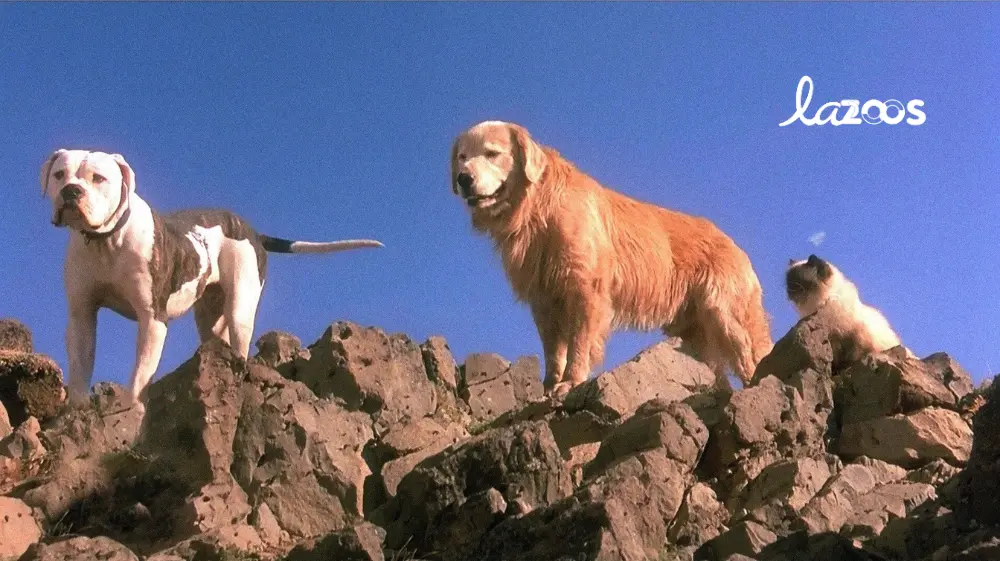 3. De vuelta a casa: un viaje increíble - Homeward Bound: The Incredible Journey (1993)