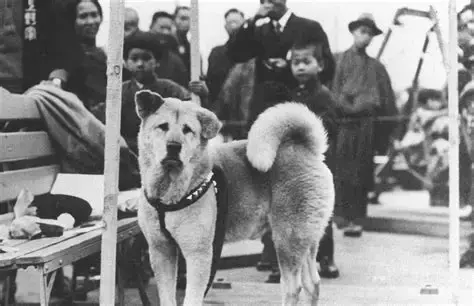 En la foto, el verdadero Hachiko. Después de la Segunda Guerra Mundial, la historia de Hachiko se hizo popular y se utilizó como ejemplo de verdadera amistad. 