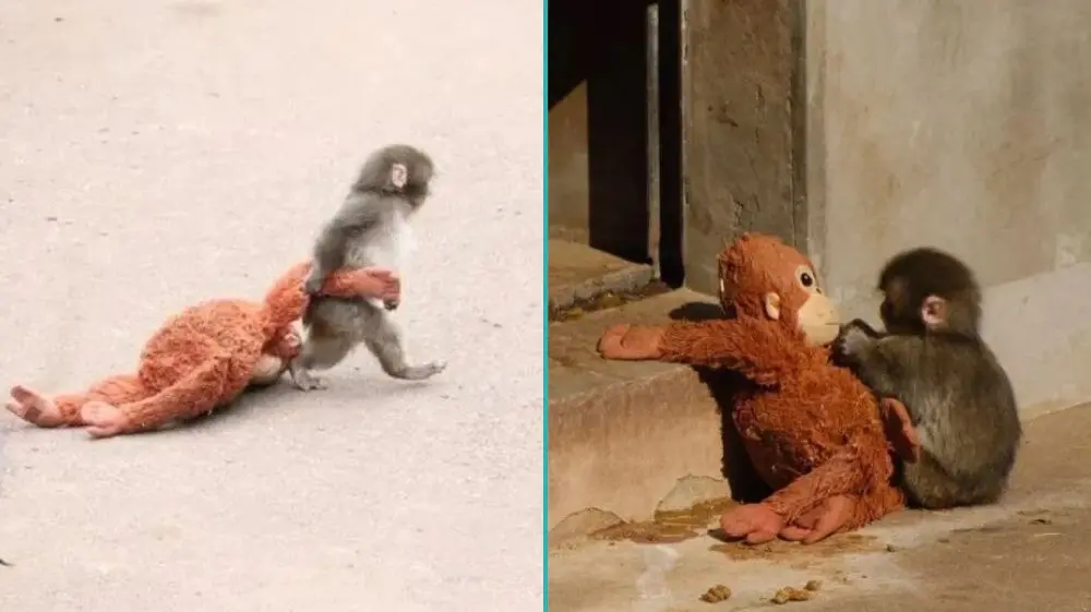 ¿Quién es Punch, el bebé mono viral que conquistó internet?