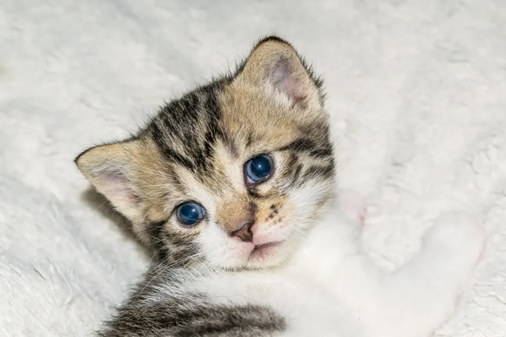 Un gato un ternura innata