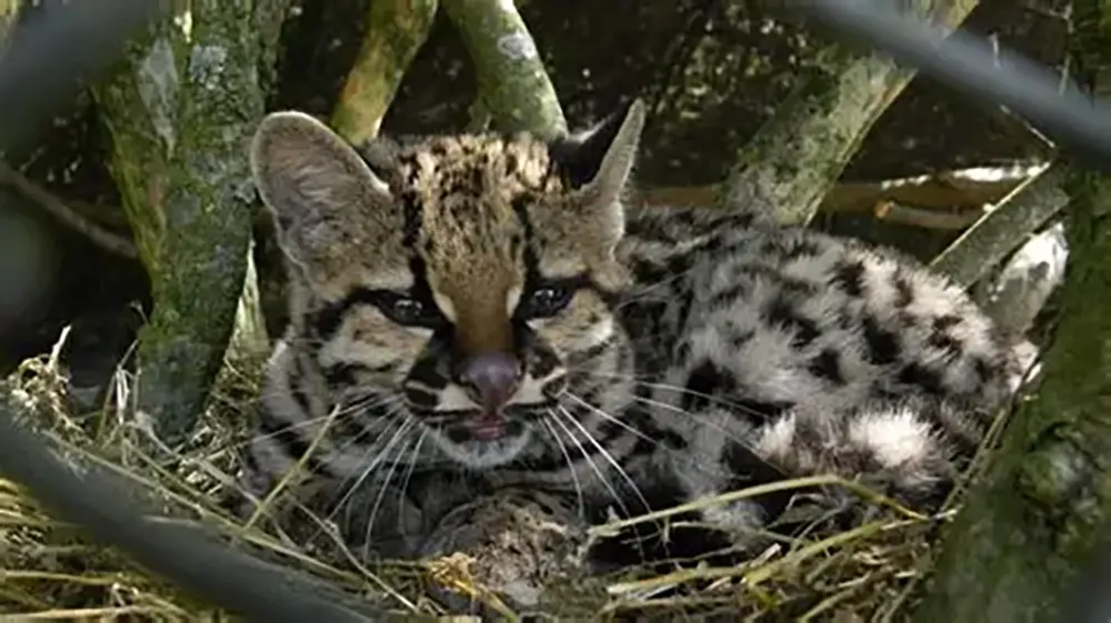 De una casa en Bello al bosque: la historia de un margay recuperado del tráfico ilegal