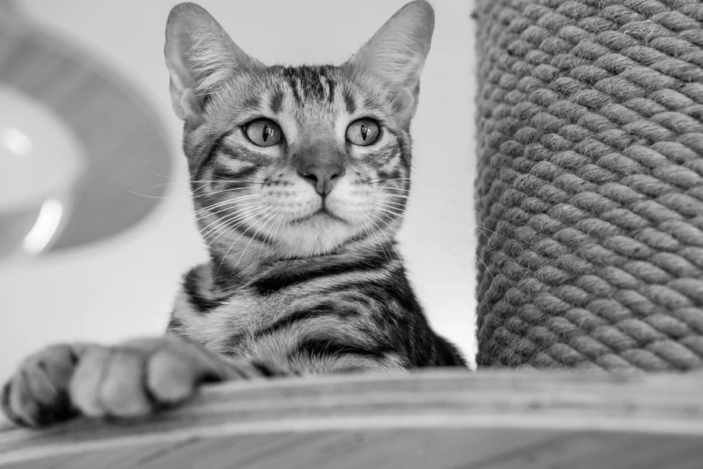 Semana Santa en casa con mascotas: guía clave para cuidarlas como se merecen
