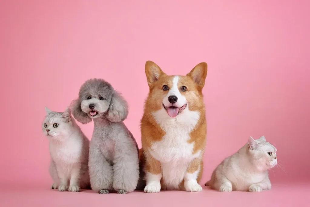 Mundo pet lover Mascotas