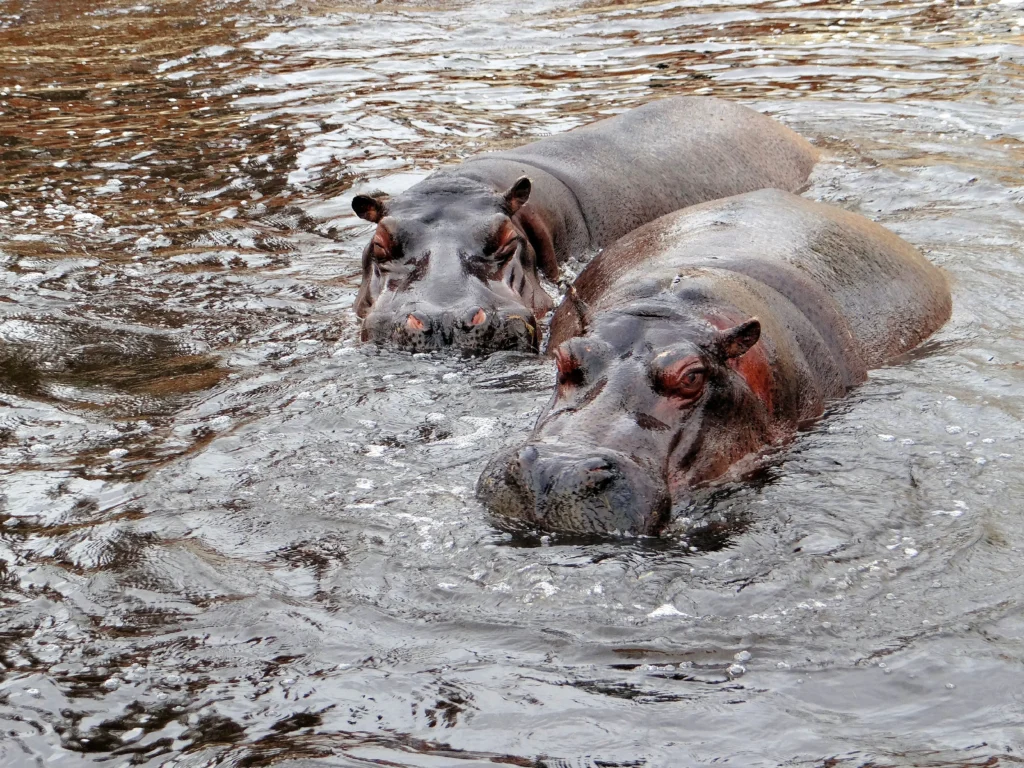 Colombia autoriza la eutanasia de hipopótamos: una decisión urgente en medio de la polémica ambiental