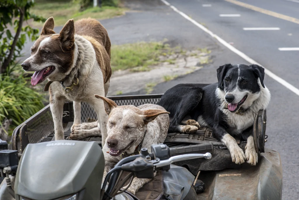 Viajar con mascotas en Semana Santa: recomendaciones clave para un trayecto seguro y sin estrés