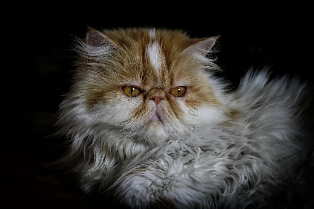 Cuando las mascotas se convierten en arte: el auge de la fotografía “fine art pet”
