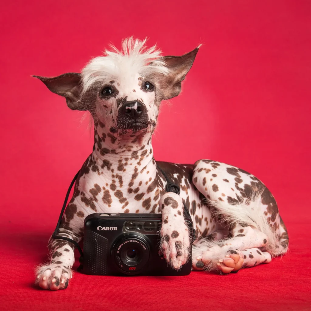 Cuando las mascotas se convierten en arte: el auge de la fotografía “fine art pet”