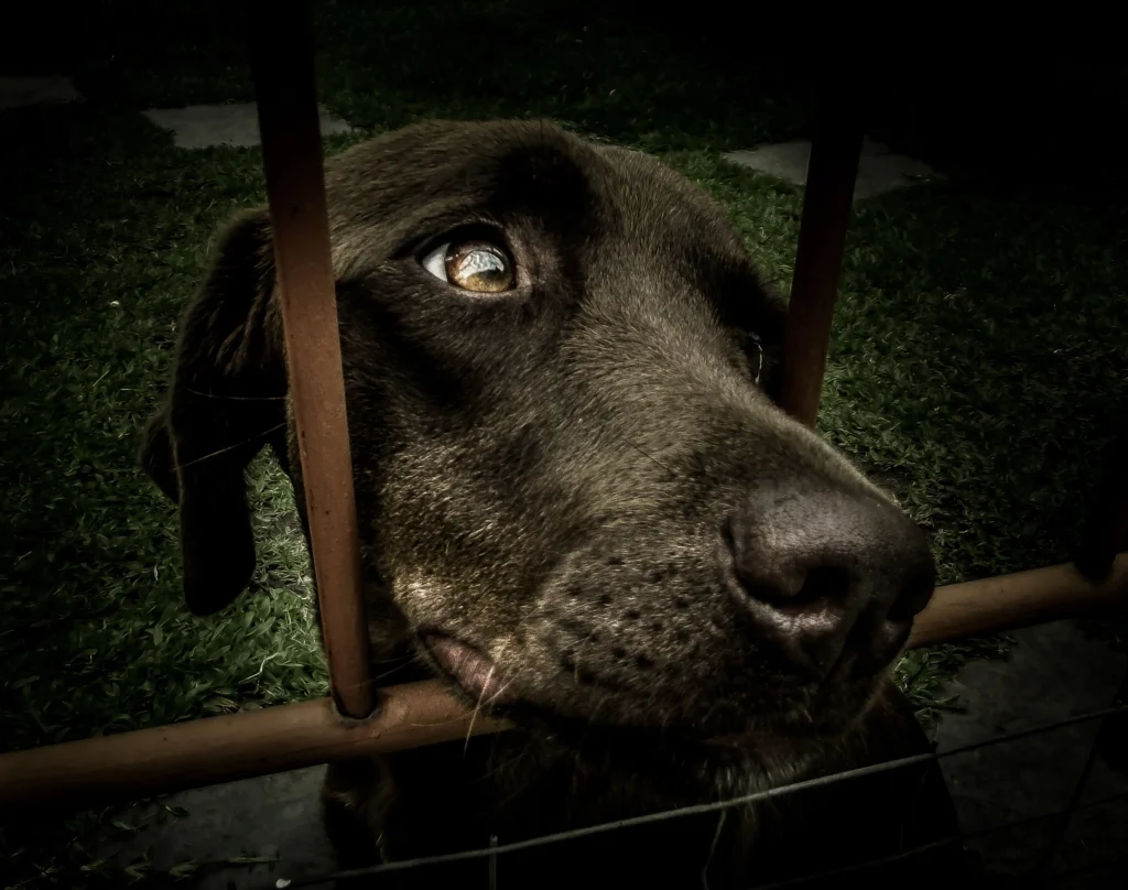 Cuando las mascotas se convierten en arte: el auge de la fotografía “fine art pet”