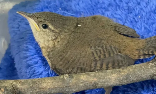 Tristeza por los primeros animales afectados por pólvora en el Valle de Aburrá