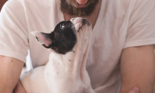 Itagüí se prepara para Xpo Mascotas 2026: adopción, vacunación gratuita y un fin de semana para celebrar el amor animal