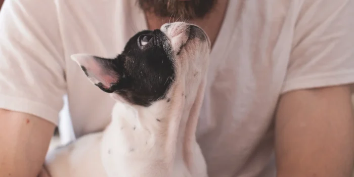 Itagüí se prepara para Xpo Mascotas 2026: adopción, vacunación gratuita y un fin de semana para celebrar el amor animal