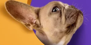 Una cita del amor entre huellas