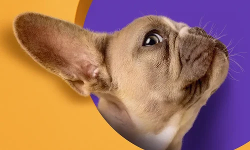 Una cita del amor entre huellas