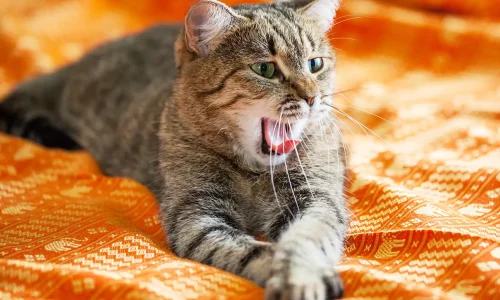 El ronroneo de los gatos: no hay otro sonido animal tan único