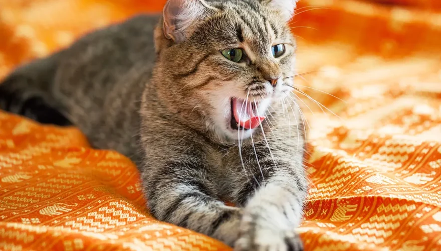 El ronroneo de los gatos: no hay otro sonido animal tan único El ronroneo de los gatos: no hay otro sonido animal tan único