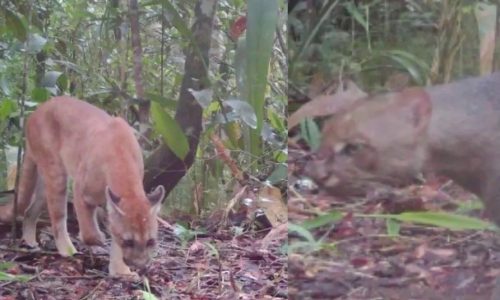 Capturas