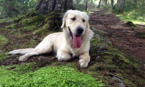 Foto: Archivo Lazoos