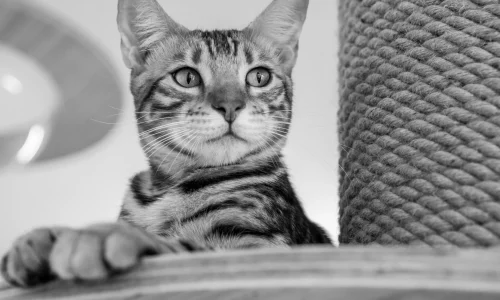 Semana Santa en casa con mascotas: guía clave para cuidarlas como se merecen