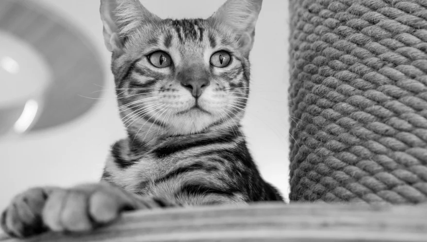 Gato observando Semana Santa en casa con mascotas: guía clave para cuidarlas como se merecen