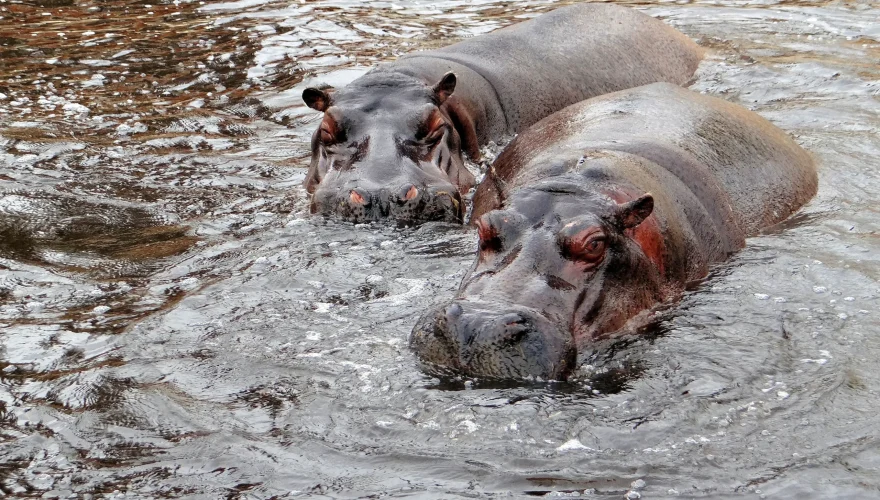 Hipopotamo (2) Colombia autoriza la eutanasia de hipopótamos: una decisión urgente en medio de la polémica ambiental