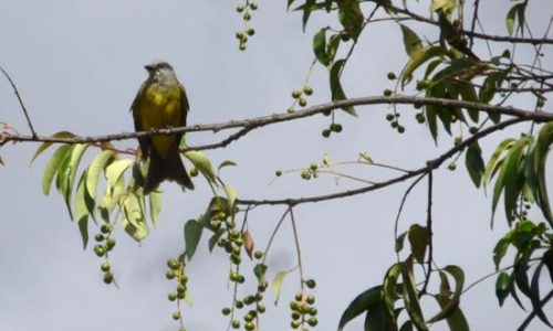 Foto: Jardin Botanico Bogotá
