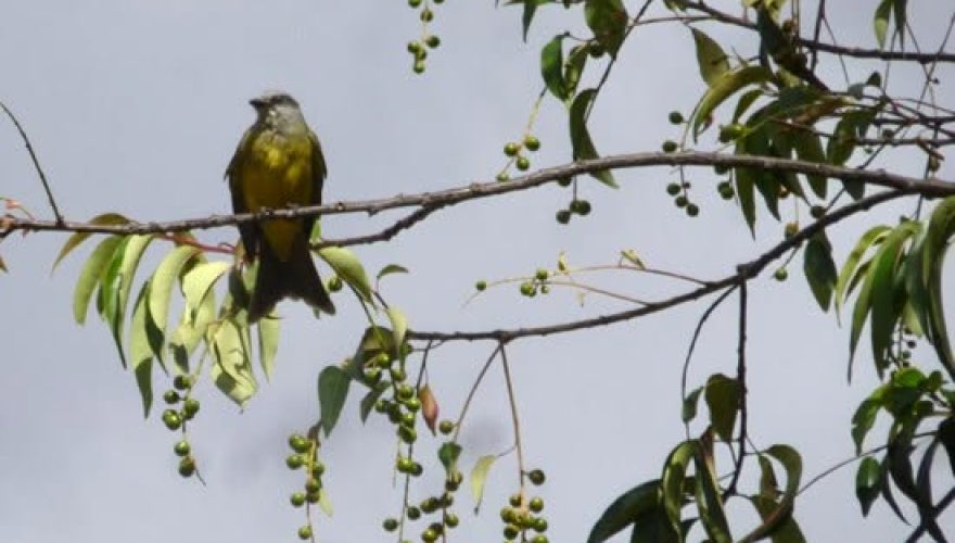 Foto: Jardin Botanico Bogotá