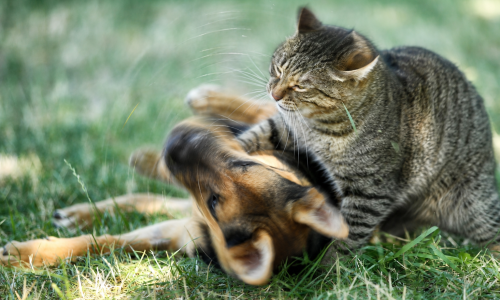Foto: Envato