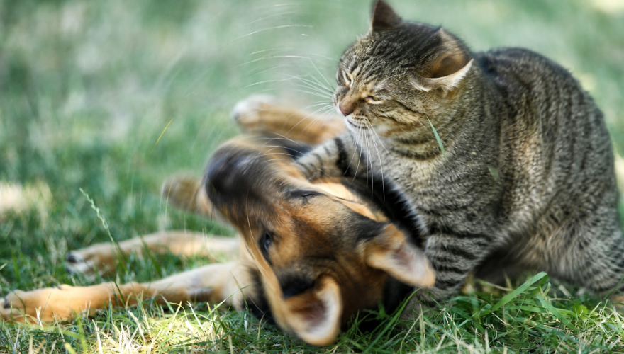 Foto: Envato
