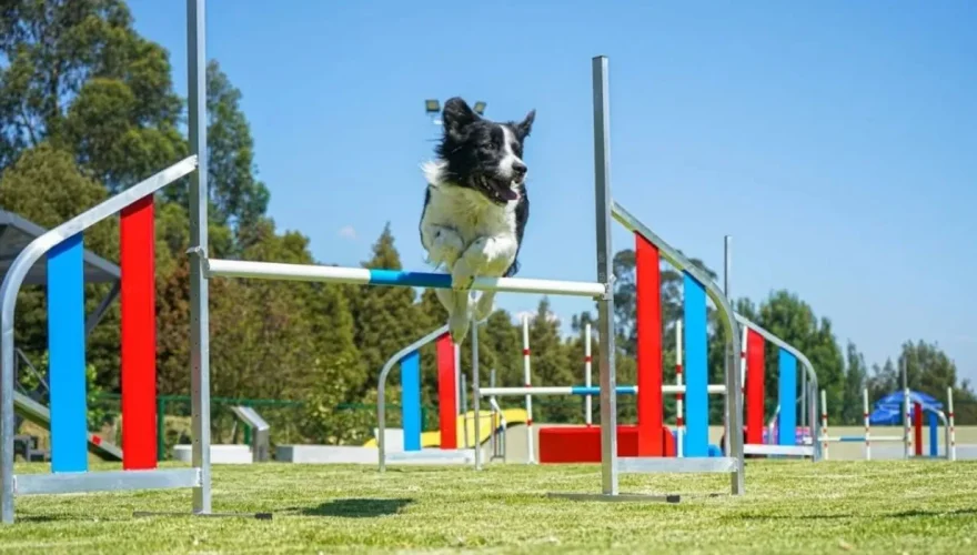 Parques para perros en Bogotá con zonas exclusivas para caninos Foto: Google