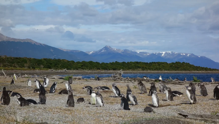 Pinguinos en Argentina (1) Imagen de Xenia Chinaski en Pixabay.