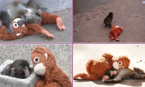 ¿Quién es Punch, el bebé mono viral que conquistó internet?