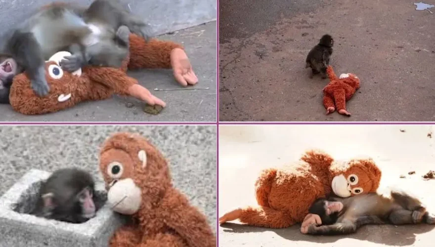 ¿Quién es Punch, el bebé mono viral que conquistó internet?