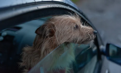 Viajar con mascotas en Semana Santa: recomendaciones clave para un trayecto seguro y sin estrés