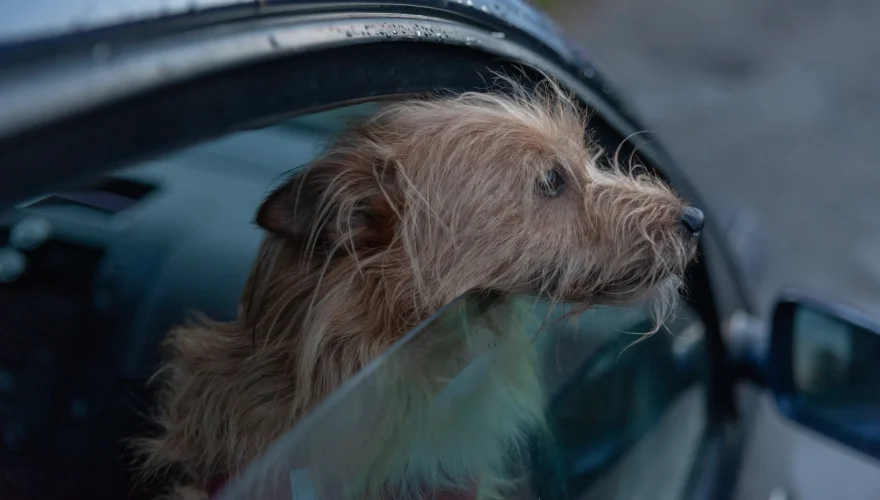 Viajar con mascotas Viajar con mascotas en Semana Santa: recomendaciones clave para un trayecto seguro y sin estrés