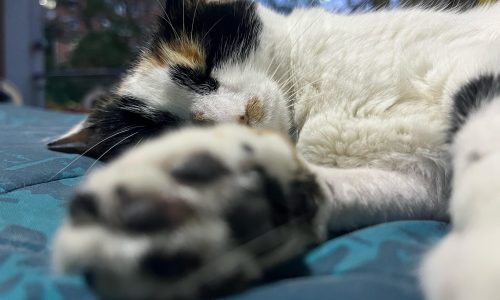Foto: Archivo Lazoos