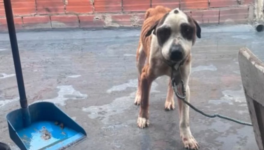 autoridades-en-bogota-socorren-perro-maltratado-en-rafael-uribe-uribe Fuente: Alcaldía de Bogotá