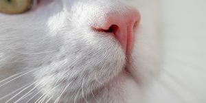 Foto: Pixabay (Birgl Cat)