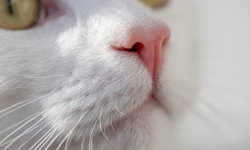 Foto: Pixabay (Birgl Cat)
