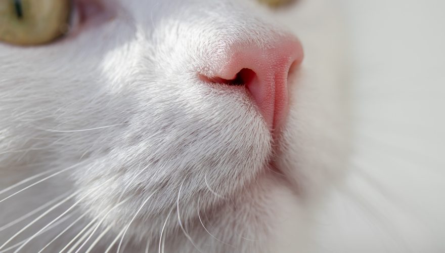 Foto: Pixabay (Birgl Cat)