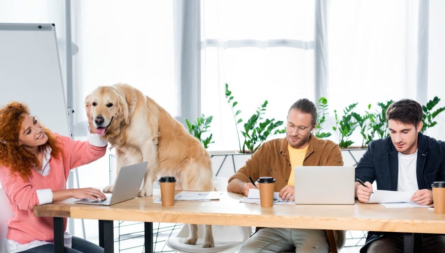 two friends working and attractive woman stroking cute golden retriever Foto: Envato