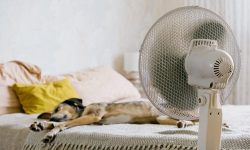 Foto: Envato