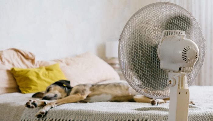 Foto: Envato