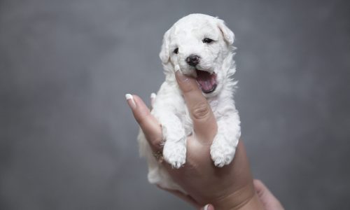 Cuando las mascotas se convierten en arte: el auge de la fotografía “fine art pet”