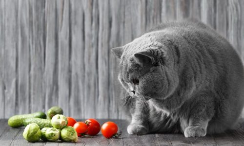 Foto: Envato