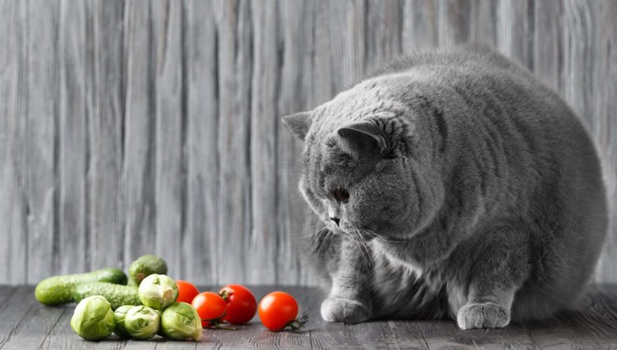 Pedigree cat eats vegetables. Fat Shorthair Diet Foto: Envato