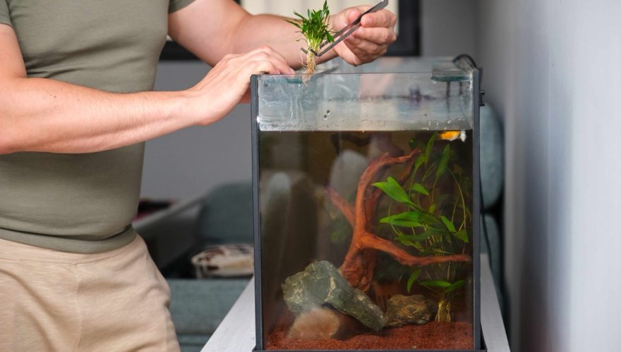 Man planting new water plant, Cryptocoryne Parva, using tweezers in aquarium. Foto: Envato