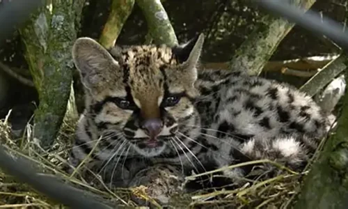 De una casa en Bello al bosque: la historia de un margay recuperado del tráfico ilegal